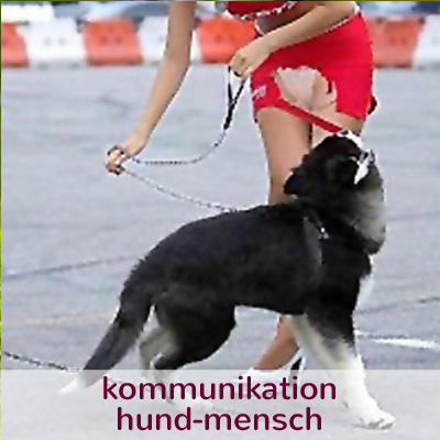 kommunikation hund-mensch